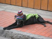 Annie in Peru